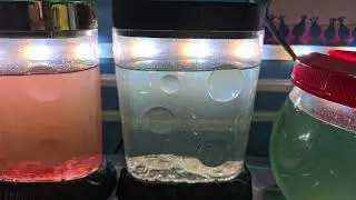They're Doing It!  Sea-Monkey Style!