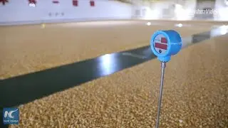 NE China's grain depot uses tech in storage, ensures food security
