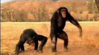 The Reel Monkey