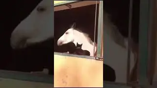GUARDA QUESTI GATTI CHE FANNO DISPETTI AI CAVALLI - FAMIGLIA ANIMALE #shorts