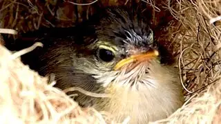 In field the nest bird baby's cries to feed here