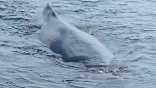 Whale Watching - Cape Cod - USA