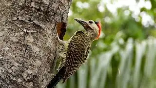 GREEN-BARRED WOODPECKER male building the nest (COLAPTES MELANOCHLOROS), PICA-PAU-VERDE-BARRADO.