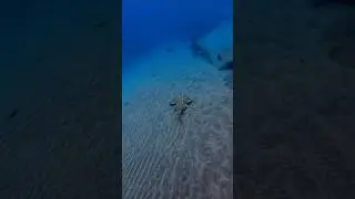 cruising by #daily #life #underwater #shark #ocean