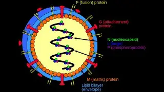 Langya Henipavirus Update