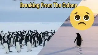 This Penguin Walked Alone&hellip; 💔 | A Story That Will Make You Cry😭 #SoloPenguin#LonelyPenguin #subscribe