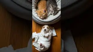 The Cat Squad Watching Over The Swaddled Puppy