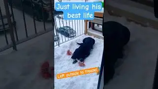 Snow Rollo! #blacklab #doglife #snow #happydog #balconylife