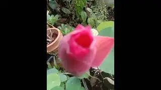 BUNGA LOTUS PINK