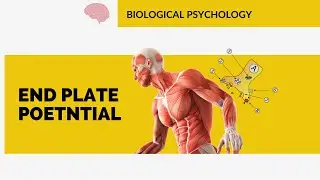 END PLATE POTENTIAL | BIOLOGICAL PSYCHOLOGY | HAFSA MALIK #net #cuet #ncert #upsc #gate #mphil