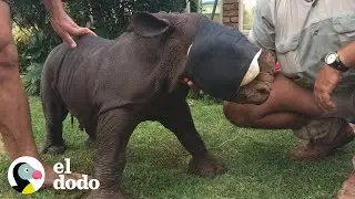 La historia del rinoceronte más pequeñito  | El Dodo