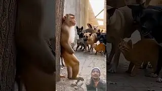 animal funny video😂 #trending #viral #shorts #video #reels #india #monkey #cat #dog #funny #tiktok 😂
