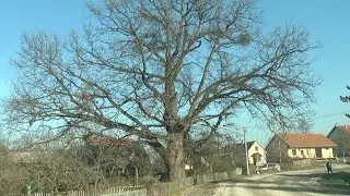 Stari hrast u Runjanima - Razgovori pokraj puta - Obicaji Radjevine - Dobrivoje i Dobrila Pantelic