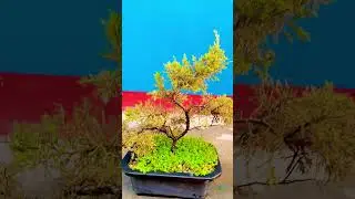 #juniperbonsai#bonsai #shorts #evergreen #nature #gardening #junbonsai #nepal