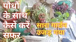 How to Move House Plants When moving House/How to Pack House Plants /Moving Tips