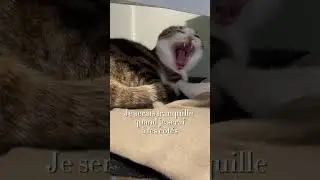 Un chat, ce n&rsquo;est pas qu&rsquo;une liste de crit&egrave;res.