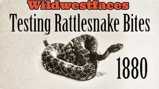Testing Rattlesnake Bites  1880
