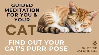 Guided Cat Meditation | Connect to your cat and ask about their purr-pose with you