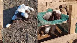 مرض العضلات البيضاء لدى البهم الصغيره او الخرفان الصغيره