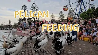 Pelican Feeding / The Entrance, Australia