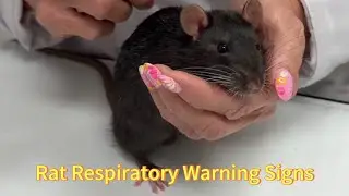 У вашей крысы красные слезы или она издает странные звуки 🐀
