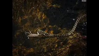🐍🐸 CULEBRA cazando RANA.