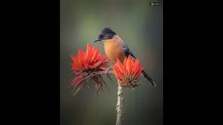 Nectar eating birds / Rufous Sibia