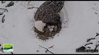 Duke Farms Eagle Cam on 1/18/26 Mom Lays 3rd egg close to 3:28 PM