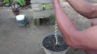 Membentuk Lengkungan batang bonsai sianci