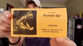 OPENING RATTLESNAKE EGGS!