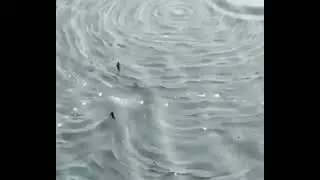 Shoebill stork mating call sounds like gun shots#amazing #asmr #nature #funny