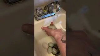 Washing duck eggs.