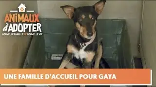 Une famille d'accueil pour Gaya, chienne blessée  - Animaux à Adopter