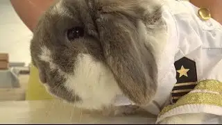 Rabbit Dress-Up Contest at the Hall County Fair