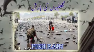 MACHLI KI BARISH | FISH RAINING |