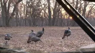 2018 Spring Turkey Hunting