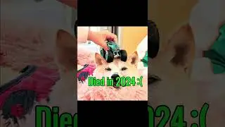 Famous Cat & Dog Memes (Then vs Now) #shorts #memes #cats #dogs