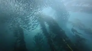 Catalina Island CA, Casino Point Dive Park's Jack Mackerel invasion