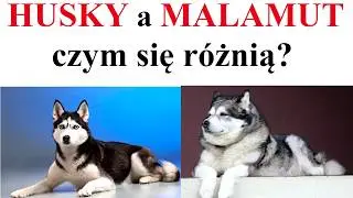 HUSKY a MALAMUT - czym się r&oacute;żnią