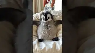 Baby Penguin Funny Moment 🫠When a Tiny Penguin Sees Water for the First Time 😲 #littlepenguin #cute