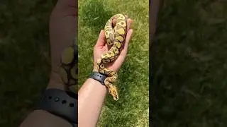 The Pattern on this Ball Python is GORGEOUS! #animals #ballpython #reptiles #snake