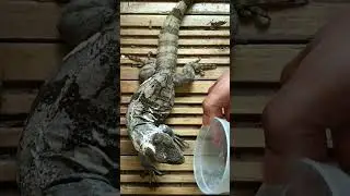 Ctenosaura palearis
