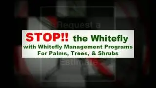 WHITEFLY CONTROL AND TREATMENT