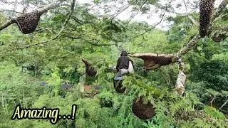 Amazing...❗1 Pohon 48 Sarang Lebah di Pinggir Jalan #panenmaduhutan #apisdorsata #lebah  #asmr