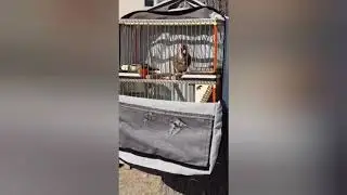 Jilguero de cante cadernera