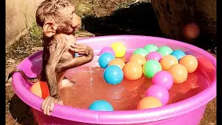 Funny Baby Monkey Raise Legs High| Bela Take Bath With Many Color Ball Floating