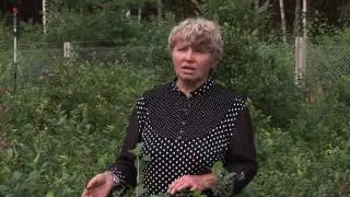 ПРОФЕССИОНАЛЬНАЯ ПОСАДКА И УХОД ЗА ГОЛУБИКОЙ