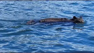 Caught on cam: Bear sighted swimming through B.C. waters