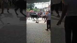 sapi kurban lepas ikatan..😁