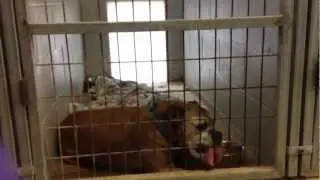 A Strange Fetish for a Senile Boxer
